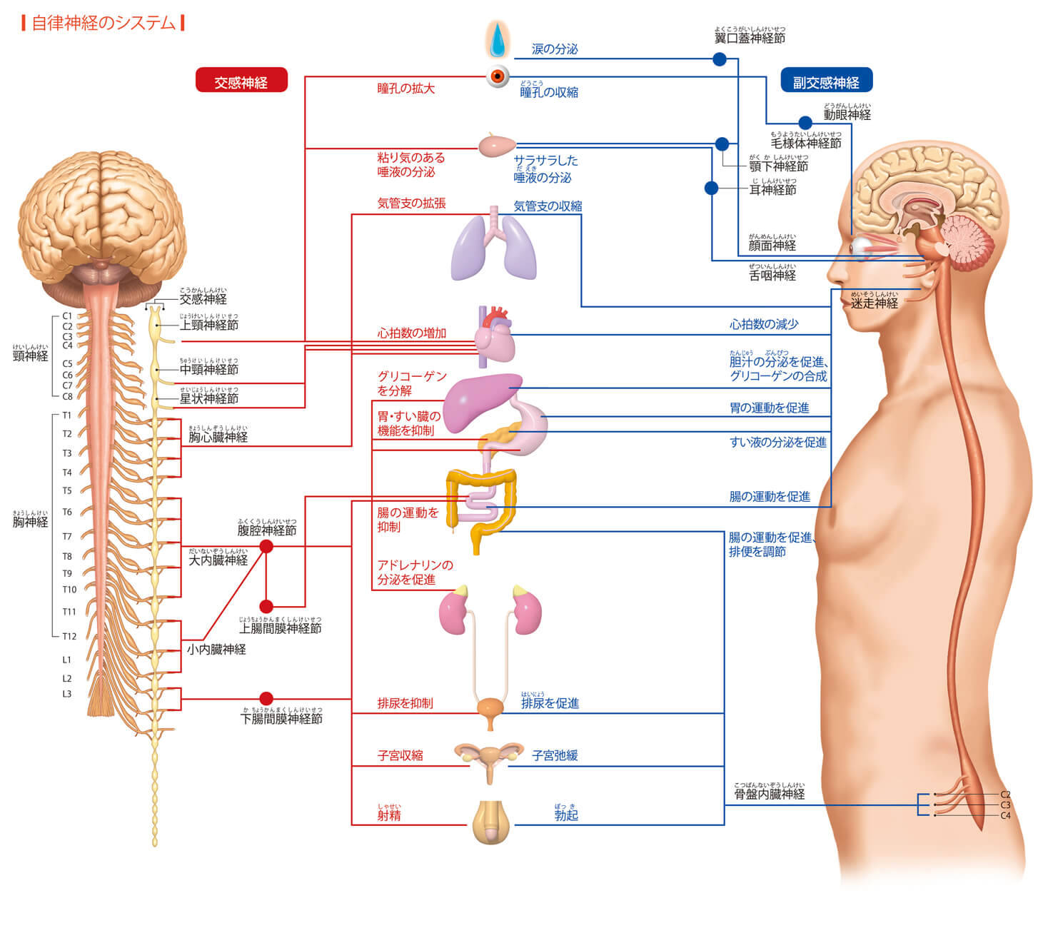 神経 内科 と は 自律 神経